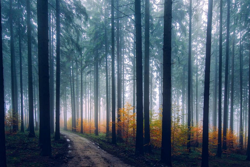 Colorful autumn forest landscape